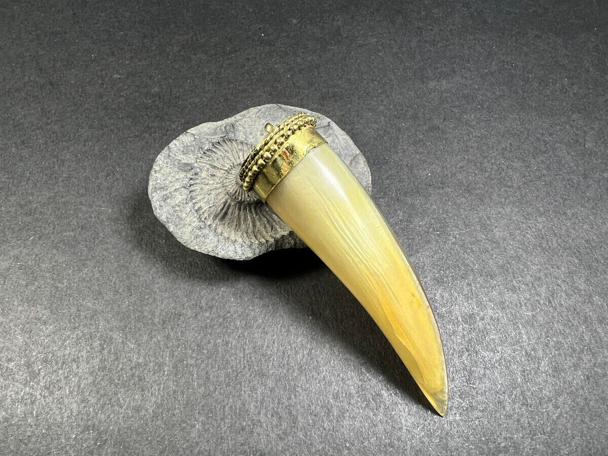 P3294 Retro Horn Tribal Gypsy Gothic Tooth type Necklace Pendant Naga TIBETAN
