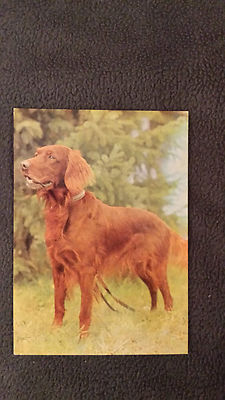 Für Liebhaber und Sammler:  Alte  Postkarte: Hunde - Irish Setter