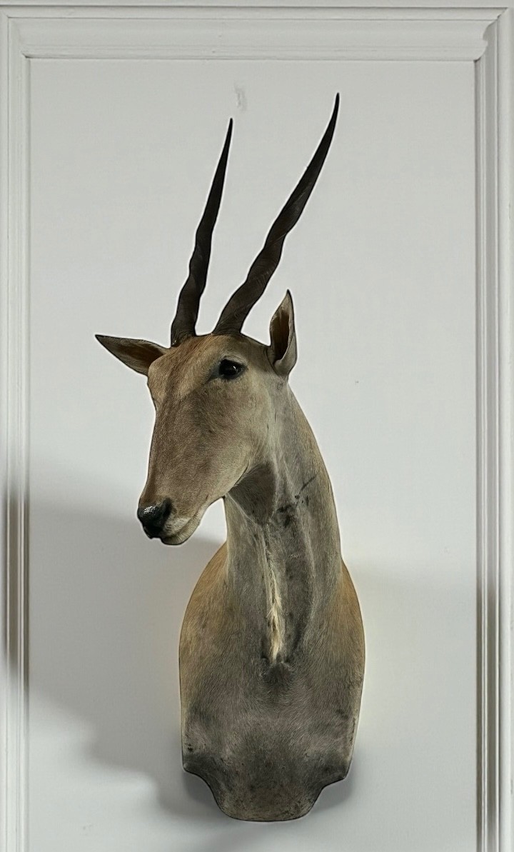 African Eland Taxidermy Shoulder Mount Large 66