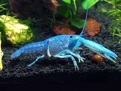 Electric Blue Lobster – Live Freshwater Crayfish