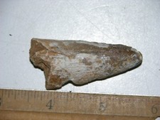 Dinosaur fossil tooth Spinosaurus Cretaceous Era bigger 2 inch long I97