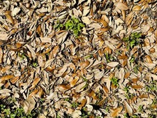 Live Oak Leaf Litter Aquarium Botanicals Natural Dried Leaves Terrarium