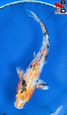 11" YAMATO NISHIKI Live Koi Fish Garden Pond 10/31