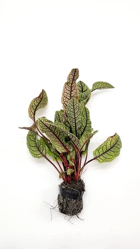 AEGISGEAR Bloody Dock Aquatic Marginal Pond Plant - Thumbnail 2