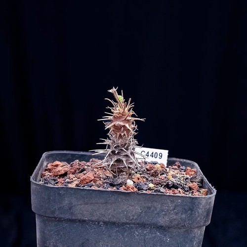 Plantas de cactus suculentas de 1,5-2 cm 1 cabeza PELARGONIUM hystrix hogar hermosa planta - Imagen 12 de 13
