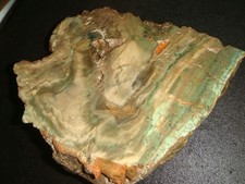 RARE LARGE OLD CHROMIUM PETRIFIED WOOD END CUT ZIMBABWE AFRICA  6  1/2 +  POUNDS
