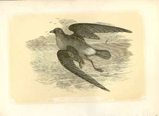 Original Old Antique Print The St Ormy Petrel 1860 Coloured Engraving Birds 19th