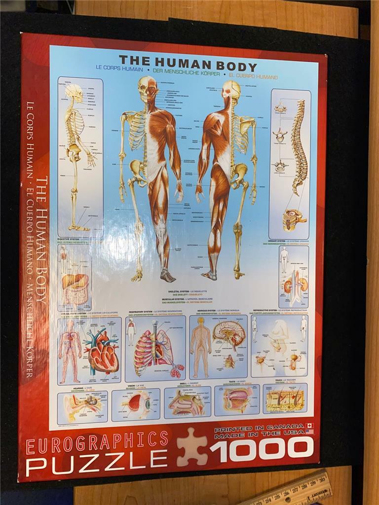 Eurographics Human Body (The Brain) 1000-Piece Puzzle - Educational, Recycled Materials, 19.25x26.5 Inch Finished - View #6