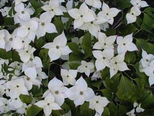 Cornus Kousa chinensis  in 9cm pot potential bonsai subject approx 30cm tall