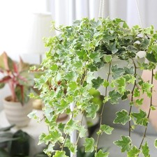 English Ivy Plant Live, Vine Plant, 3-5 Inch Tall