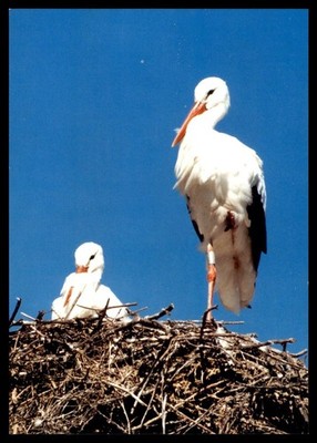 Lalsace Pittoresque Cicognes Postcard Unp