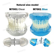 Dental Standard Adult Teeth Model 28 Teeth Hard gum Dentist Teaching Demo Model