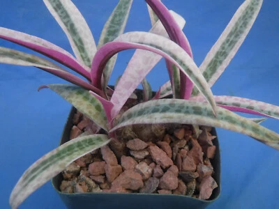 CRAZY H CACTUS Ledebouria socialis variegated Scilla socialis GREAT COLORS Big CLUMP! 3-5 Bulbs