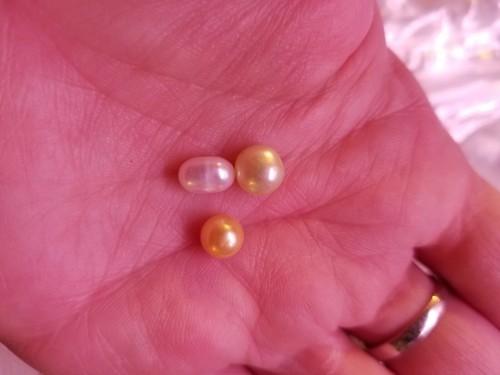 5 ostras envueltas individualmente con perlas ¿hágalo usted mismo perlas Akoya? Lote Pearl Oyster - Imagen 5 de 6