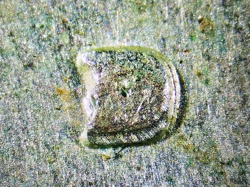 1964 D Washington Quarter Filled D MM RPM? BU You Grade it Free Ship! 90% Silver