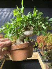 While Mulberry Japanese Bonsai