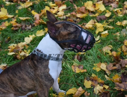 Leather Dog Muzzle | English Bull Terrier & other short snouts | Strong, Stylish - Picture 5 of 17