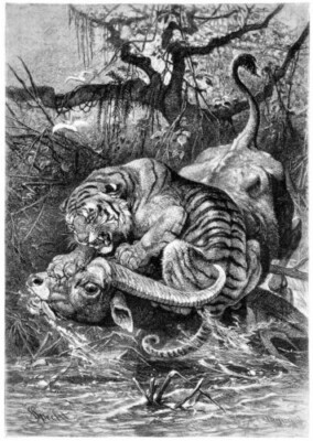 Leinwand Bilder Wildtier Tiger vs Büffel 30 x 45 cm