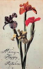 Antique Birthday Card Stoltenberg Irises Iris Flowers Botanical Vtg Postcard C67