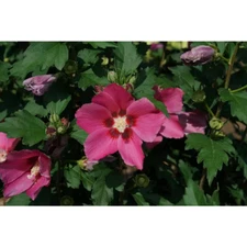 4.5 In. Qt. Rouge Paraplu Rose of Sharon (Hibiscus) Live Shrub, Pink-Red Flowers