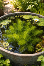 Ceratophyllum demersum Hornkraut - Schwimmpflanzen Wasserpflanze Teichpflanzen