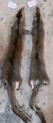 Nice Gray Squirrel Pelt Hide Freshly Tanned Fly Fishing Tying Soft Fur Craft