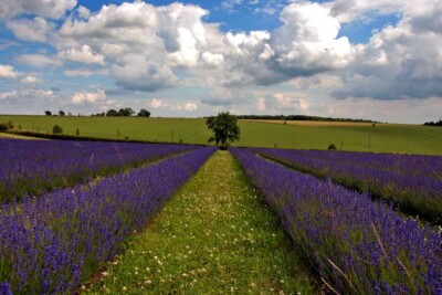 Lavendelfeld Sommerblumen Cotswolds England UK Foto Bild Druck
