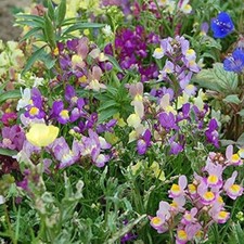 Snapdragon Fairy Bouquet Seeds 2000+ Dwarf Flower Linaria Maroccana USA