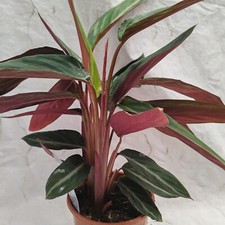 Calathea Trio star colourful leaves red underside 60-65cm tall 19cm pot