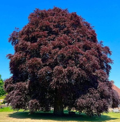 Fagus sylvatica cv. 'purpurea' 30-40cm | European beech | Common beech - Europea
