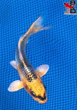 5" KUJAKU Live Koi Fish Garden Pond 10/21