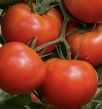 500 Beefsteak Tomato Seeds Clean