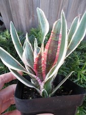 Neoregelia BANDED SPIDER Bromeliad one tropical plant  MINI 