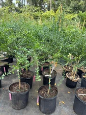 Red Finger Lime Tree - 5 gallon- 2-3 Feet Tall