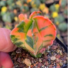 1pc 2.5-4cm Astrophytum Myriostigma Succulent Plant Cactus Variegated Plant