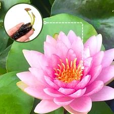 Buy2Get1Free Pink Fabiola Hardy Waterlily Tuber Live Water Plant