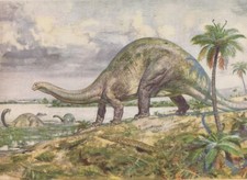 Prehistoric Dinosaurs  BRONTOSAURUS Color Print By Z Burian 1963 VF Clean 9x13"