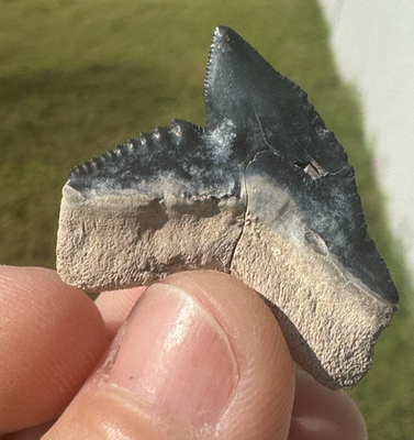 #ad #ad ENORMOUS 1.35quot; WHOPPER TIGER SHARK BONE VALLEY MEG AGE FOSSIL TOOTH GALEOCERDO $20.00