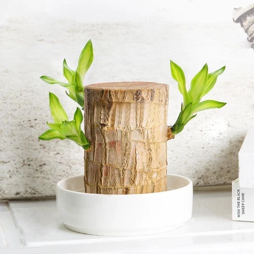 Un conjunto de plantas verdes madera brasileña levantamiento de agua madera de la suerte árbol en maceta interior EE. UU. - Imagen 45 de 45