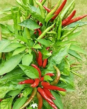 Chinese Tien Tsin Red Chili Seeds (10) - Perfect for Moderate to Spicy Flavors!