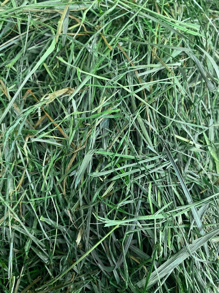 Heu für Meerschweinchen und Kaninchen 🐹🐰 * Heißluft getrocknet * (ca. 10kg) - Bild 2 von 2