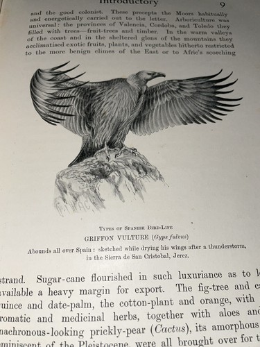 Unexplored Spain 1910 Abel Chapman Waterfowl Duck Game Ducks Bird Hunting Europe - Picture 7 of 14
