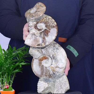 13.53LB Natural conch Fossil slice Sea Conch Crystal Mineral Specimen
