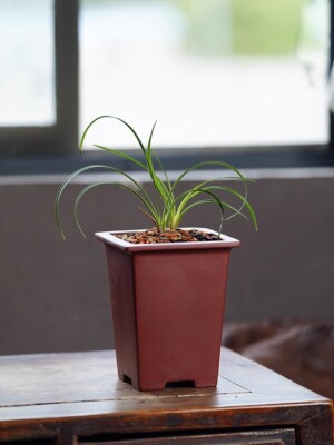 中国作家さん鉢陶器 s-l400.jpg