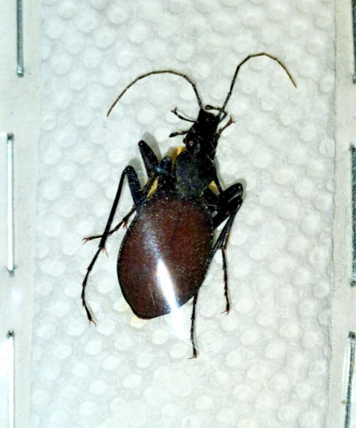 Carabidae: Scaphinotus angusticollis from Pacific Northwest, A1.