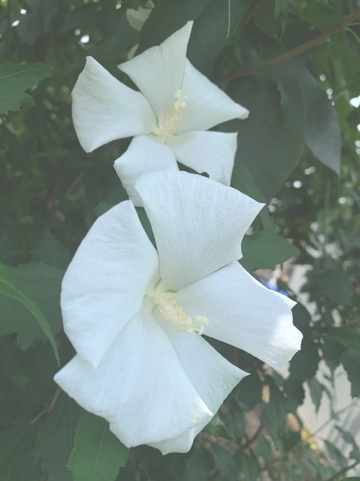 1 White Hibiscus Rose of Sharon Live Flowering Plant Potted Edible Hardy 7-12” - Image 4 of 4