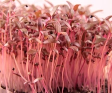 Red Garnet Amaranth MICROGREEN Seeds | Non-GMO | Heirloom | Seeds for Sprouting