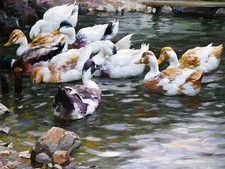 DUCKS ON A POND A. Koester lake birds Tile Mural Kitchen Backsplash Ceramic 10x8