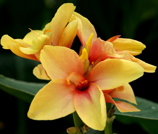 CANNA YELLOW Canna x Generalis - 5 Seeds | eBay