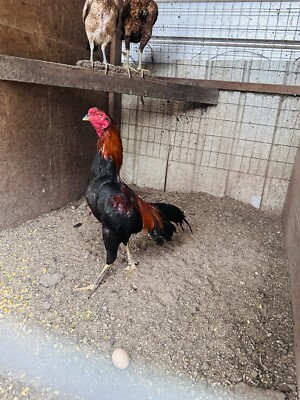 Pama Asil/Aseel Hatching Eggs